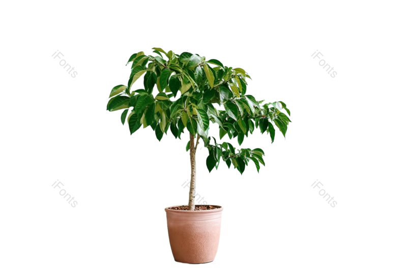 叶子图片,装饰元素,清新PNG,现代免抠素材